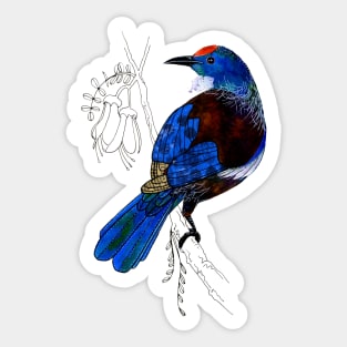 Tui - New Zealand bird Sticker